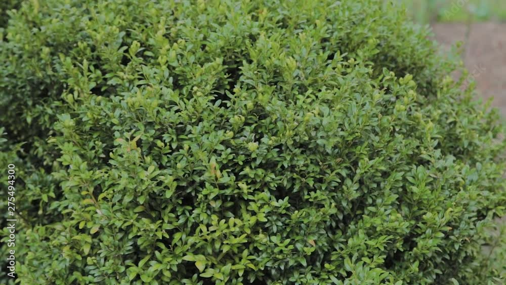 Green leaves of a dense bush on a sunny day. Green leaves of a dense bush on a sunny day.