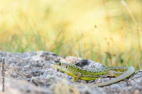 European green lizard, Lacerta bilineata. © pedro