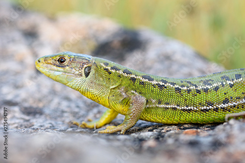 European green lizard, Lacerta bilineata.
