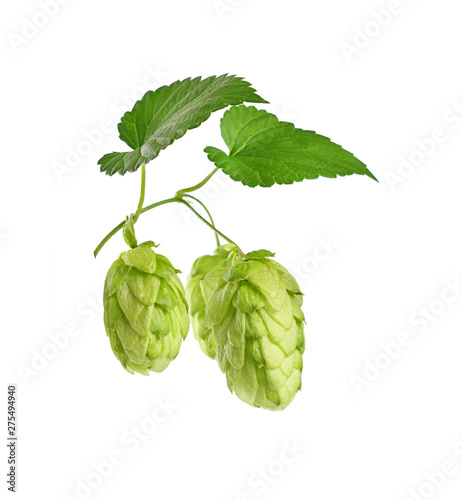 Close up fresh green hops isolated on white