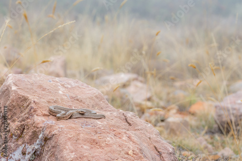 Southern smooth snake, Coronella girondica photo