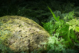 Large stone Placed among many ferns