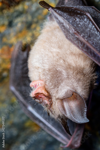 Lesser horseshoe bat (Rhinolophus hipposideros)