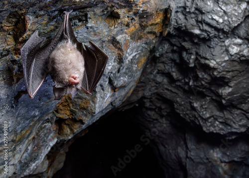 Lesser horseshoe bat (Rhinolophus hipposideros)
