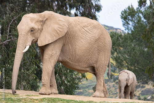 elephant in zoo