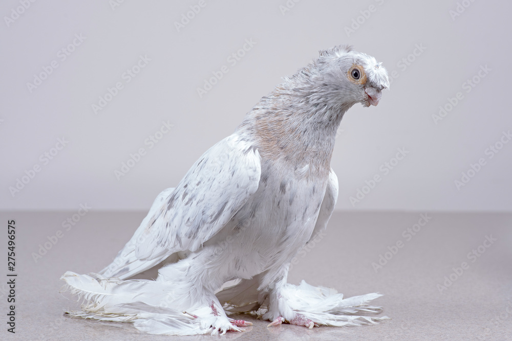 A purebred Uzbek pigeon sits on a marble surface. A purebred Uzbek pigeon sits on a marble surface.