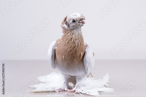 The thoroughbred Uzbek pigeon looks into the camera. photo