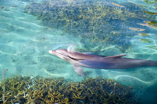 Dolphin, Tahiti, Moorea Reef, French Polynesia 