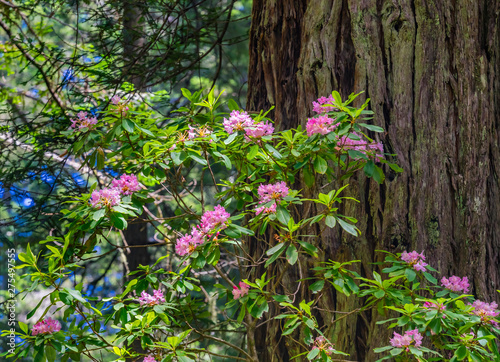 Fototapeta Naklejka Na Ścianę i Meble -  Tall Large Redwoods Trees Pink Rhododendron National Park Crescent City California