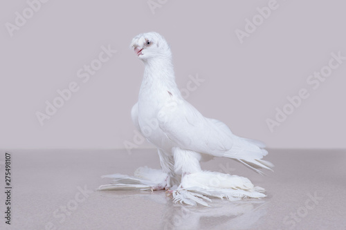 Uzbek white dove Gulbadam sits on a reflective marble surface