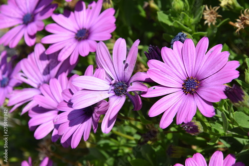 Fleur violette