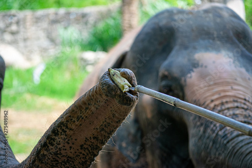 Travelers are entering food for older elephants.
