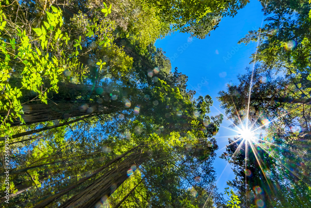 Sun Star Rays Tall Trees Towering Redwoods National Park California