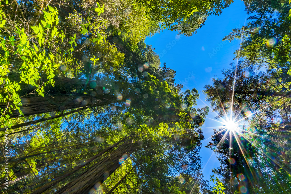 Obraz premium Sun Star Rays Tall Trees Towering Redwoods National Park California