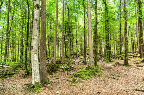 Beautiful  green wood in Switzerland