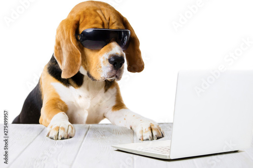 office cute, funny dog beagle, works in a laptop at the table