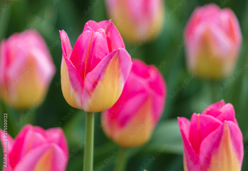 Fototapeta premium Decorative roses grow in the soil in nature
