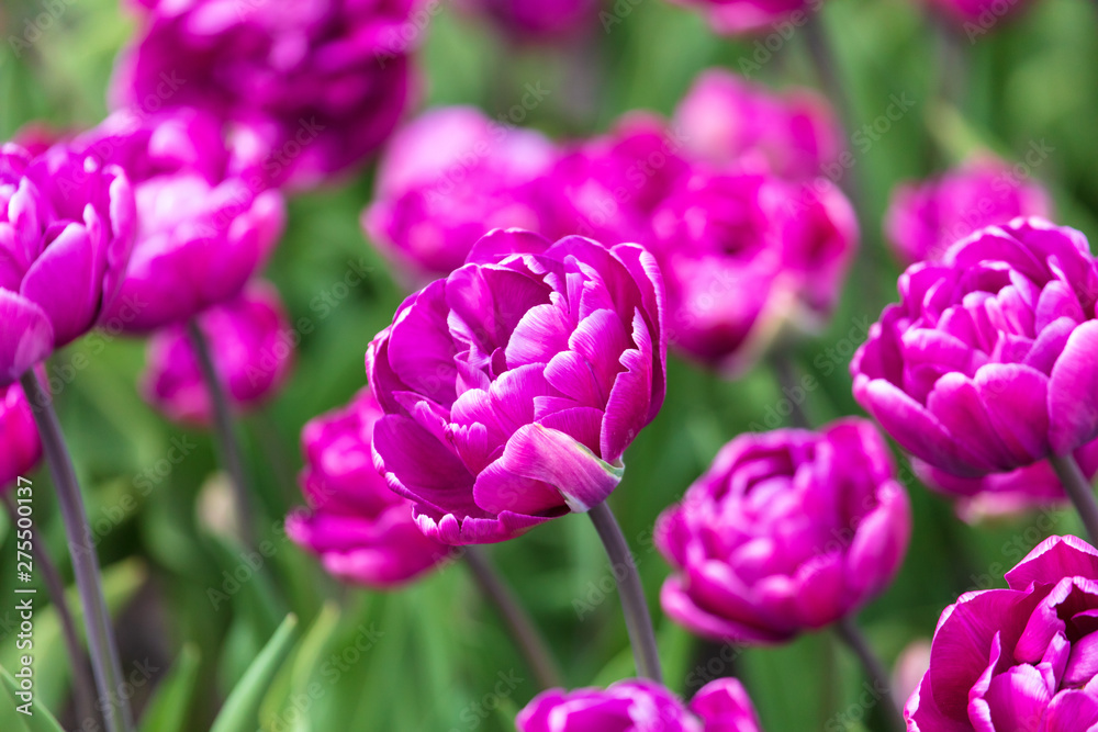 Decorative roses grow in the soil in nature Decorative roses grow in the soil in nature