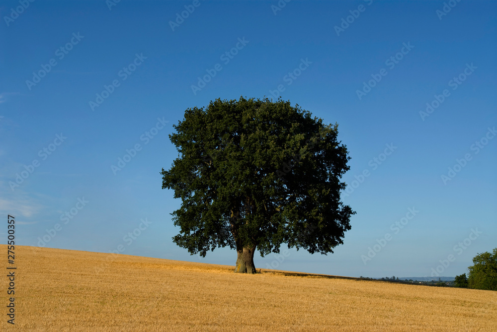 europe, uk, england, devon oak in field horizontal europe, uk, england, devon oak in field horizontal