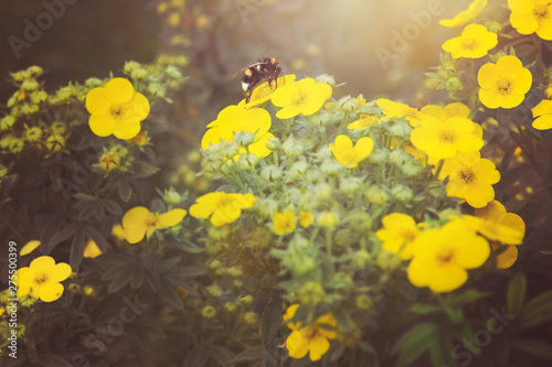bumblebee sits on a yellow wild flower in the evening at sunset in the summer in a field