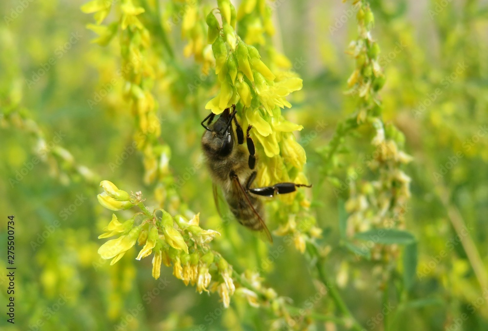 Bee on yellow melilot flower in the meadow, closeup Bee on yellow melilot flower in the meadow, closeup