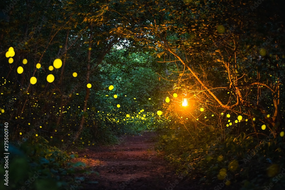 Firefly flying at night in the forest