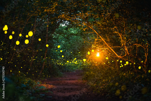 Obraz na płótnie Firefly flying at night in the forest w salonie