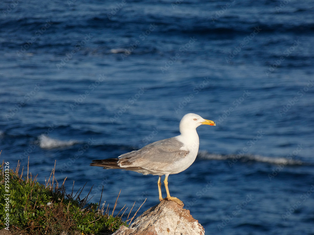 Gaviota con el fondo azul del mar mediterráneo; gaviota en una roca de un acantilado Gaviota con el fondo azul del mar mediterráneo; gaviota en una roca de un acantilado