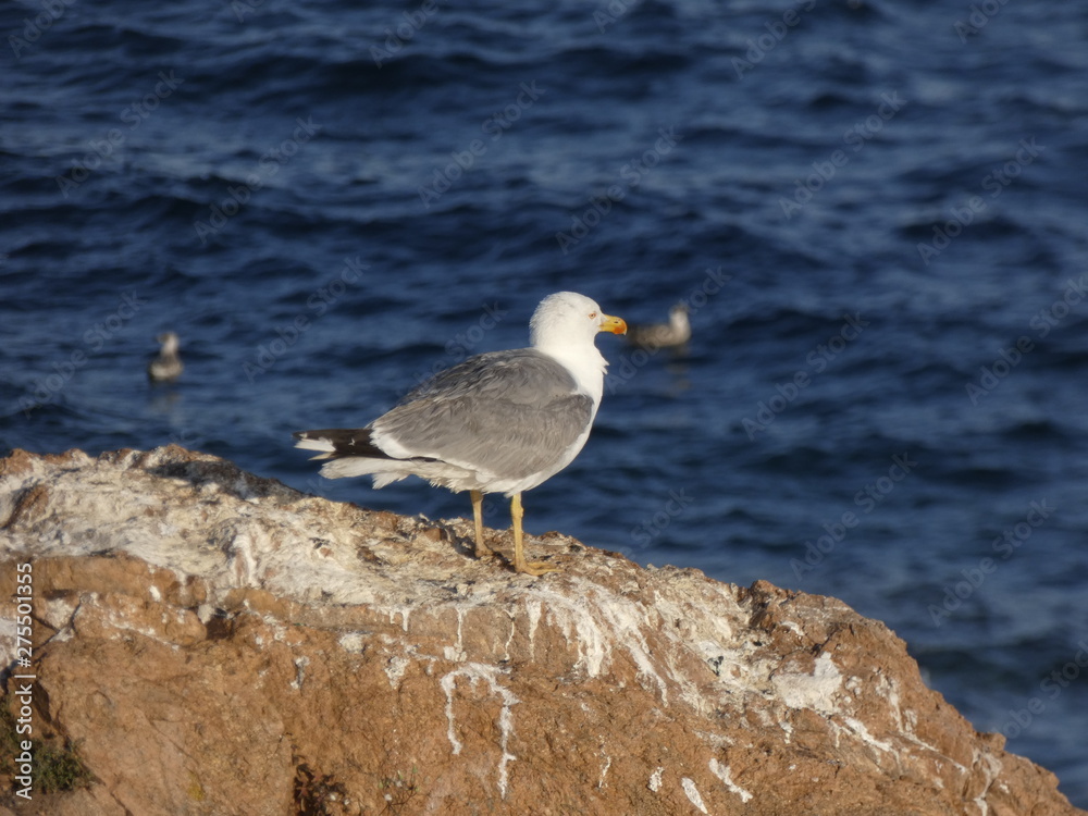 Gaviotas sobre fondo azul del mar mediterráneo, en reposo Gaviotas sobre fondo azul del mar mediterráneo, en reposo