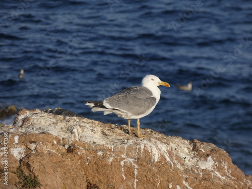 Gaviota con el fondo azul del mar mediterr  neo  gaviota en una roca de un acantilado