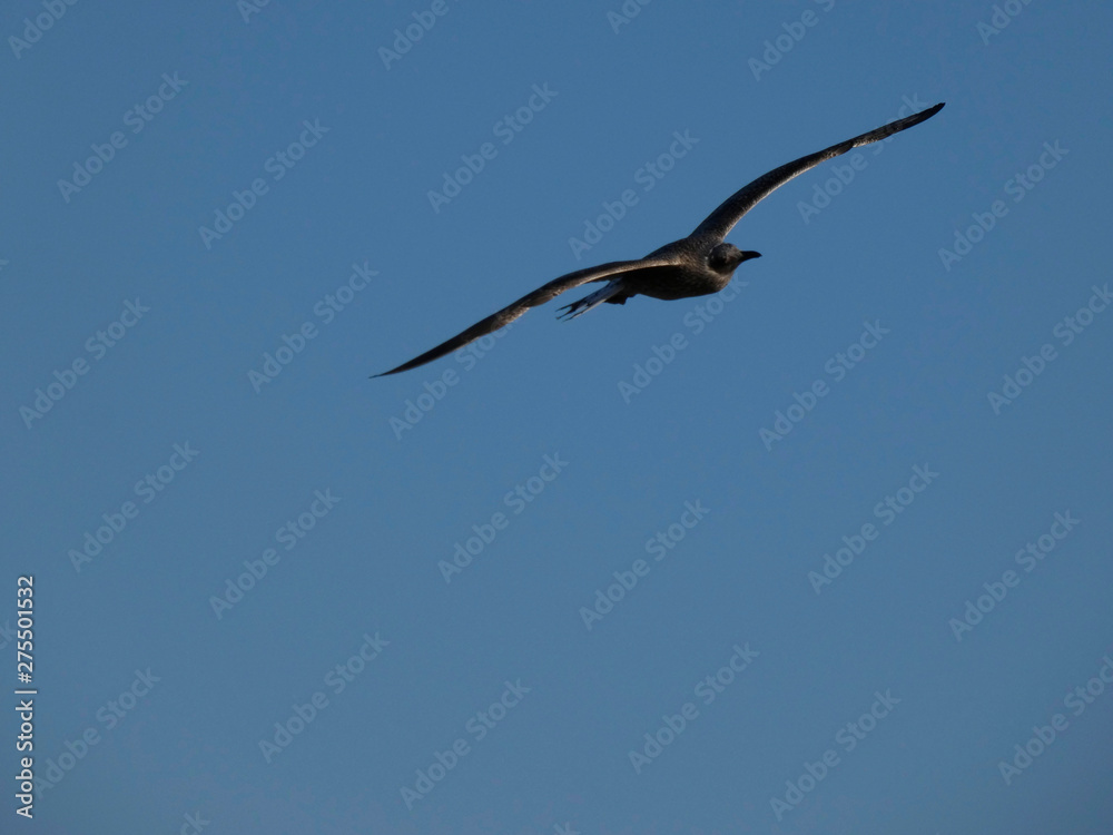 Gaviota volando y surcando el cielo azul. Las gaviotas tienen grandes alas y saben aprovechar muy bien los vientos y las térmicas Gaviota volando y surcando el cielo azul. Las gaviotas tienen grandes alas y saben aprovechar muy bien los vientos y las térmicas