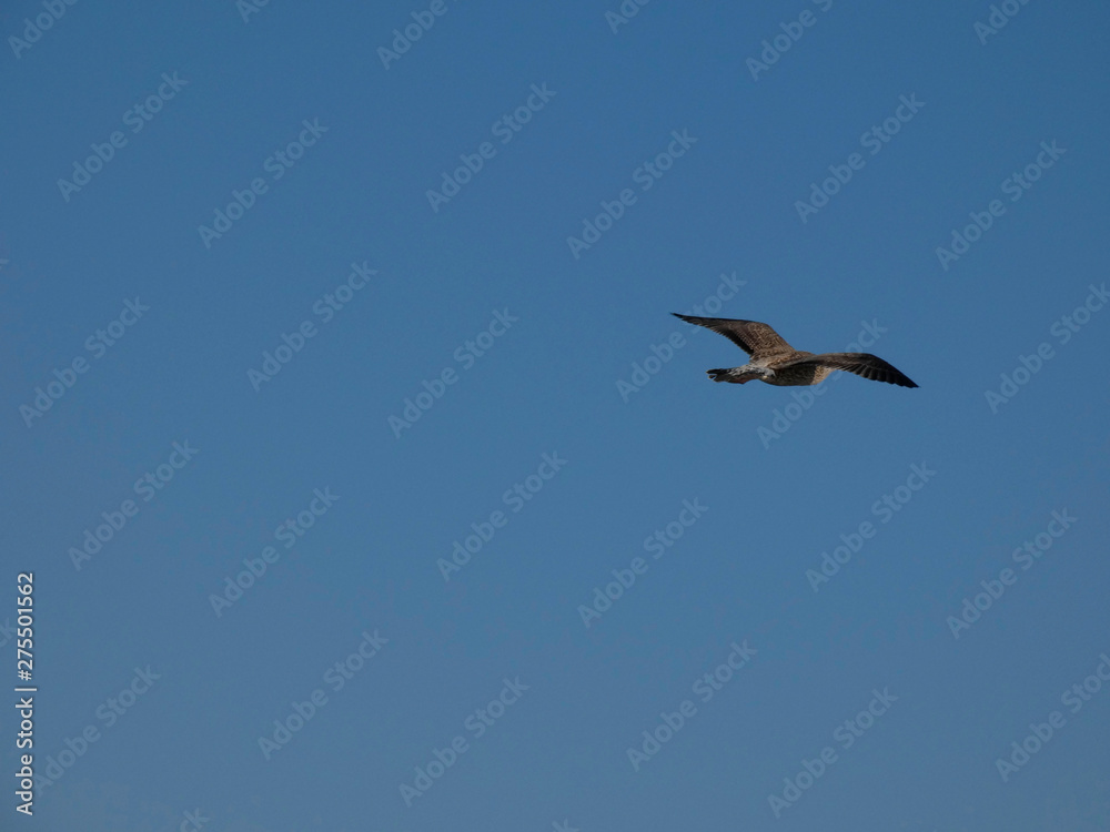 Gaviota volando y surcando el cielo azul. Las gaviotas tienen grandes alas y saben aprovechar muy bien los vientos y las térmicas