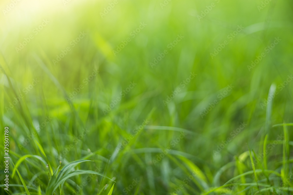 Green Abstract bokeh from nature background Green Abstract bokeh from nature background