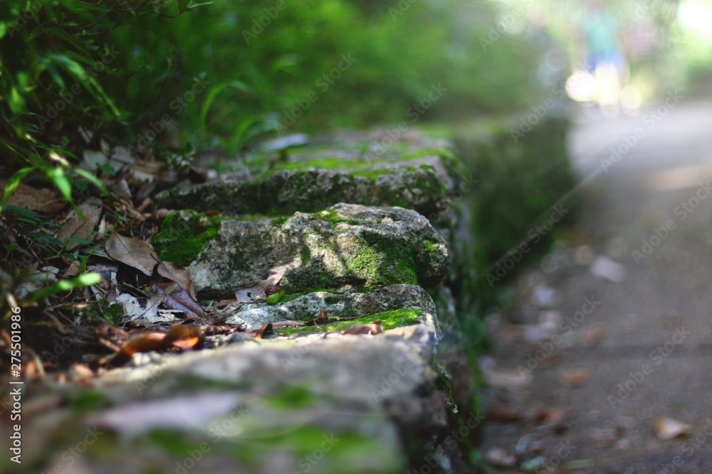 Fototapeta premium moss on rocks green old river