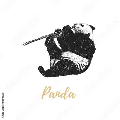 Panda nibbles a branch. 