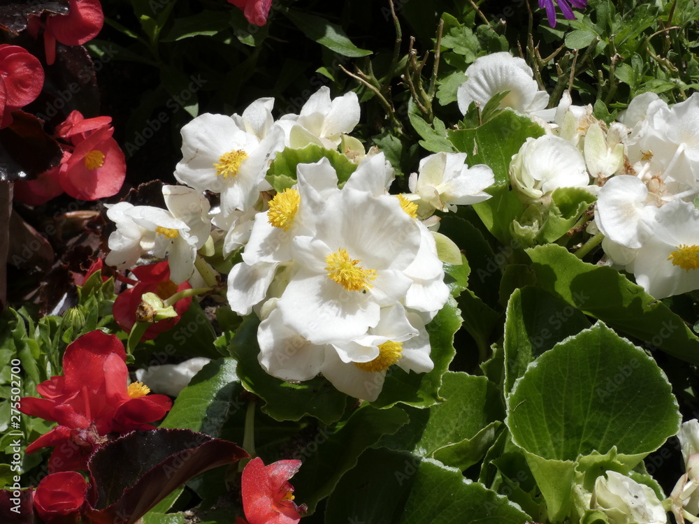 Flores de jardín bien cuidadas por un jardinero, regadas y abonadas correctamente Flores de jardín bien cuidadas por un jardinero, regadas y abonadas correctamente