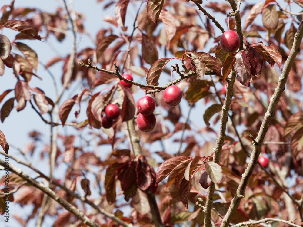 Foto de Prunes-cerises, fruit ou drupe rouge du Cerisier Myrobolan ou ...