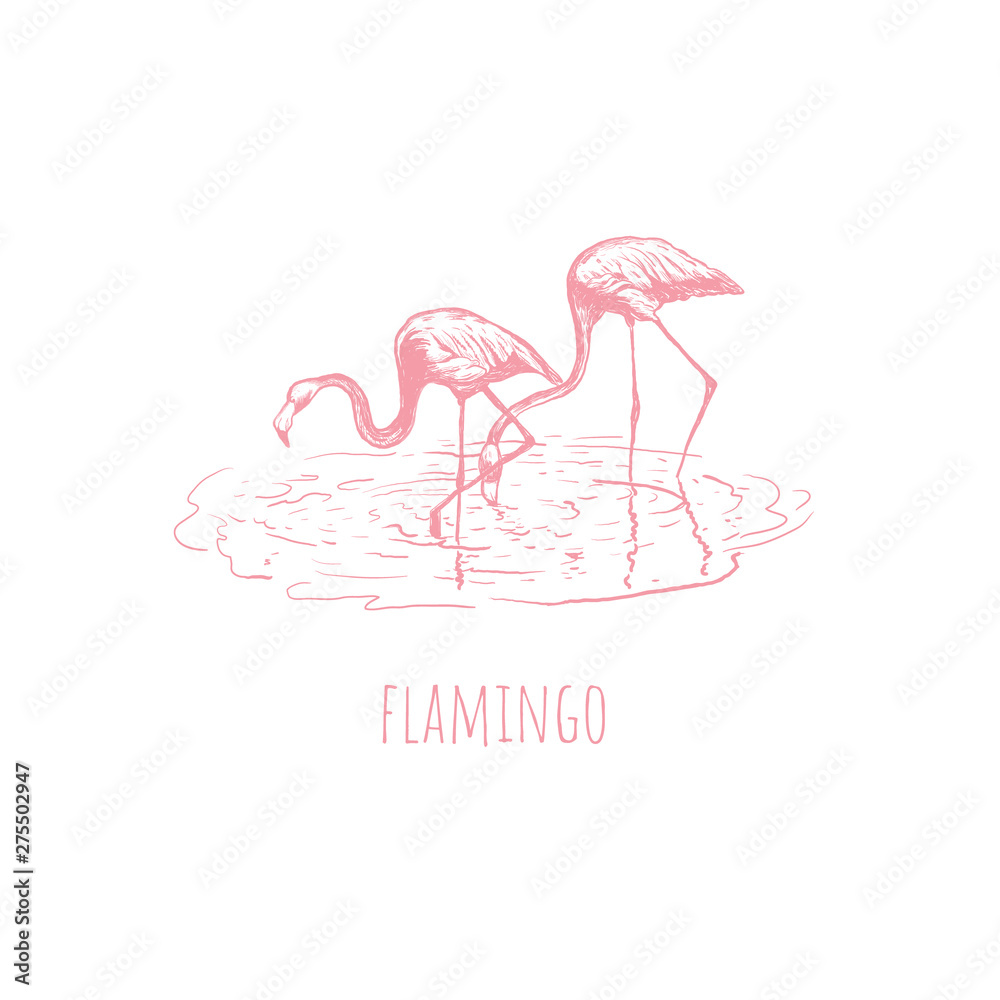 Obraz premium Flamingo on water. 
