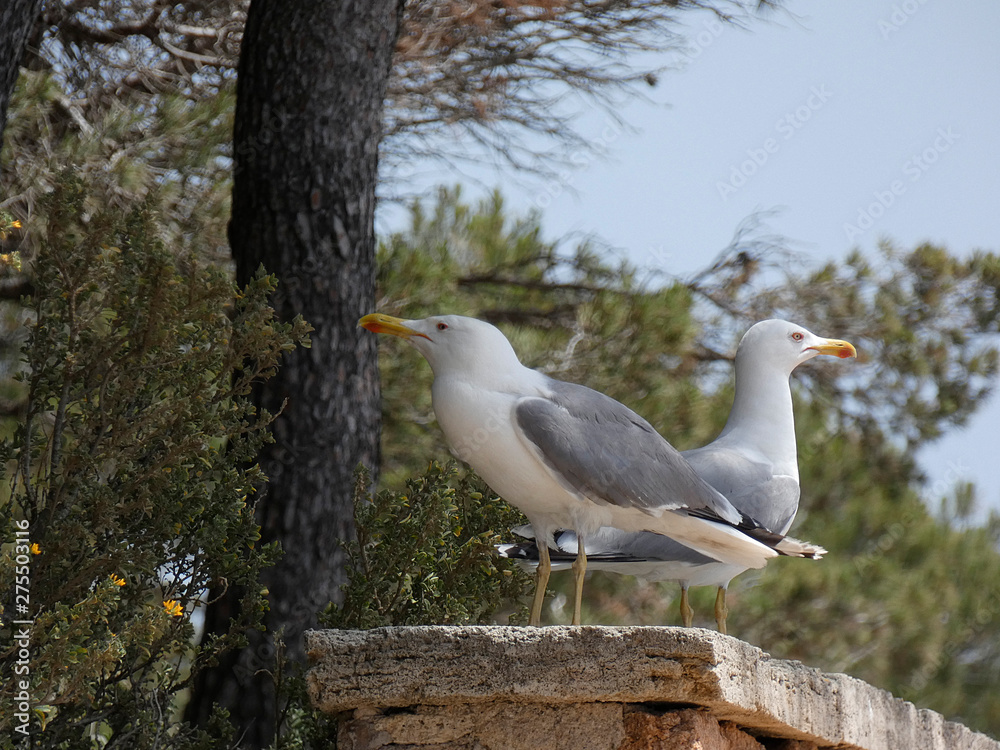 Gaviotas en un acantilado de la costa mediterránea Gaviotas en un acantilado de la costa mediterránea