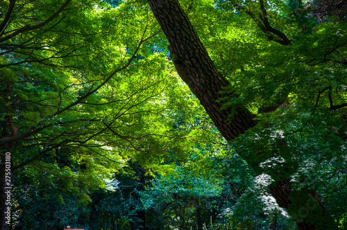 Tokyo Shinjuku s park  tree tree shade very cool