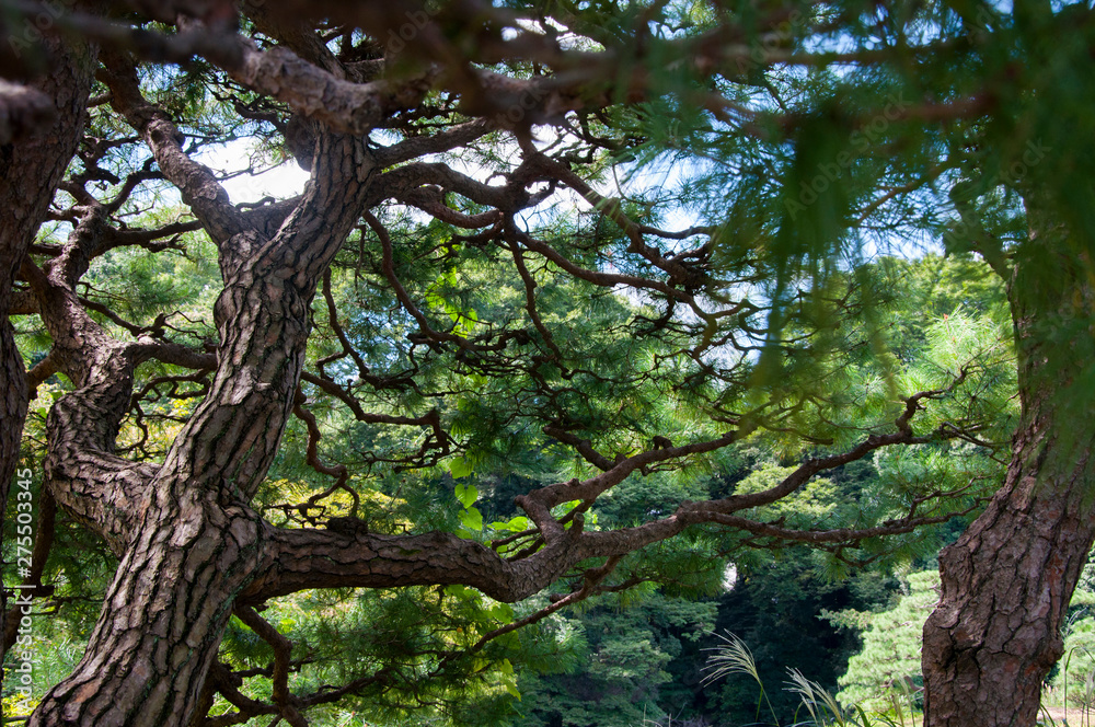 Tokyo garden, a hundred years of pine Tokyo garden, a hundred years of pine