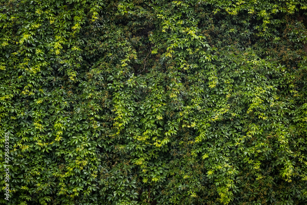 Green ivy. Concept background and texture
