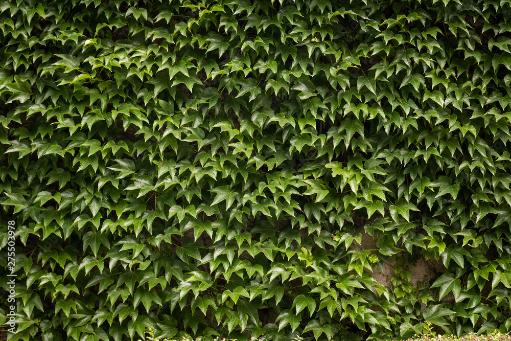 Green ivy. Concept background and texture