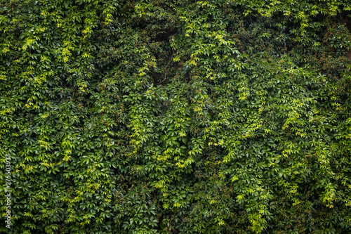 Obraz na płótnie Green ivy. Concept background and texture w salonie