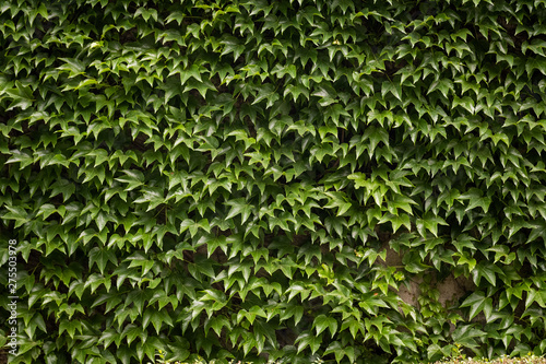 Obraz na płótnie Green ivy. Concept background and texture w salonie