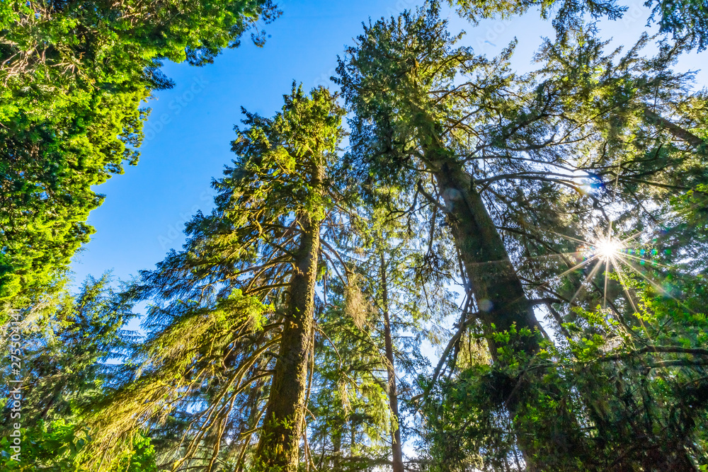 Fototapeta premium Sun Star Rays Tall Trees Towering Redwoods National Park California