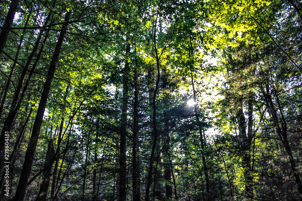 Naklejka premium sun in the forest