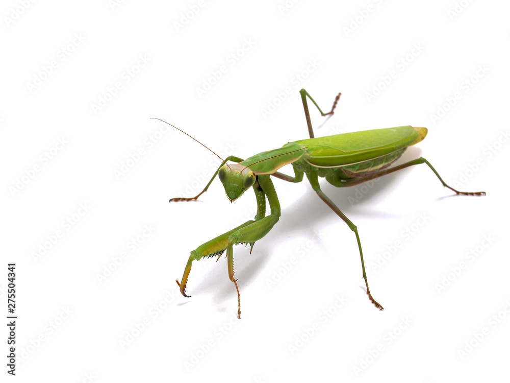Giant Asian preying mantis, Hierodula membranacea, photographed on white background, 3/4 view 