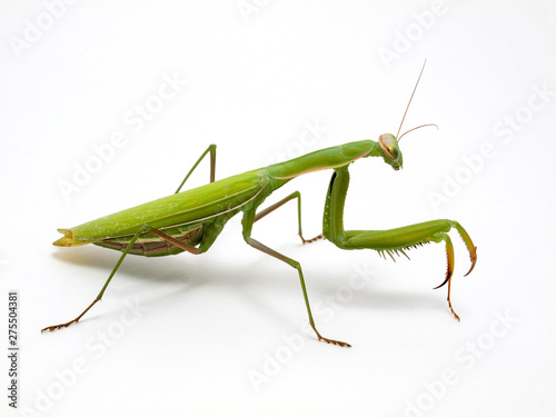 Giant Asian preying mantis, Hierodula membranacea, photographed on white background, side view © Ernie Cooper