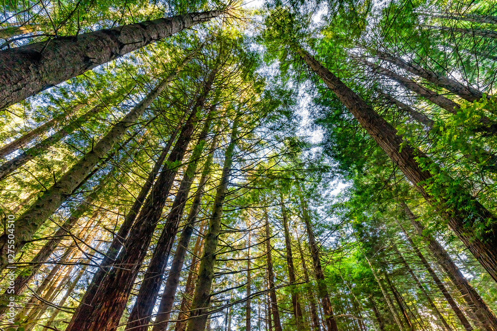 Fototapeta premium Tall Trees Towering Redwoods National Park Crescent City California